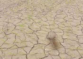 पावसाअभावी रोवणी संकटात – महावितरणच्या भोंगळ कारभारामुळे शेतकरी हताश