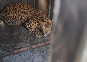 देवगावात बिबट्यांचा आतंक; सहावा बिबट्या जेरबंद, आपत्तीप्रवण क्षेत्र घोषित करण्याची मागणी