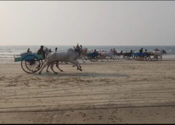 ग्रामीण परंपरेचा जल्लोष; शिवजयंती निमित्त केळशी समुद्रकिनारी १७ बैलगाड्यांची थरारक शर्यत