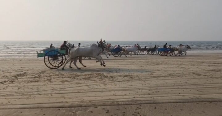 ग्रामीण परंपरेचा जल्लोष; शिवजयंती निमित्त केळशी समुद्रकिनारी १७ बैलगाड्यांची थरारक शर्यत