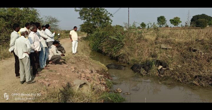विजेचा धक्का लागून तीन म्हशींचा दुर्दैवी मृत्यू; साडेतीन लाखांचे नुकसान