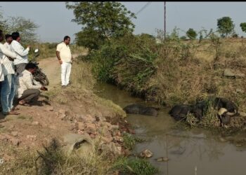 विजेचा धक्का लागून तीन म्हशींचा दुर्दैवी मृत्यू; साडेतीन लाखांचे नुकसान
