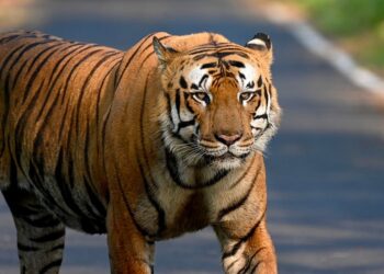 कन्नड: नागद शिवारात बिबट्याचा हल्ला;