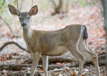 अतिवृष्टीनंतर आता जंगली प्राण्यांचा कहर