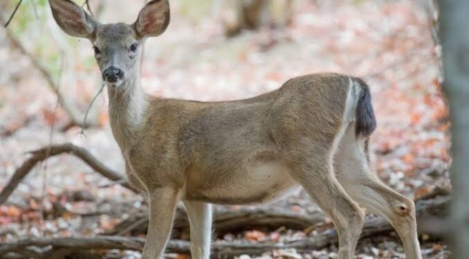 अतिवृष्टीनंतर आता जंगली प्राण्यांचा कहर