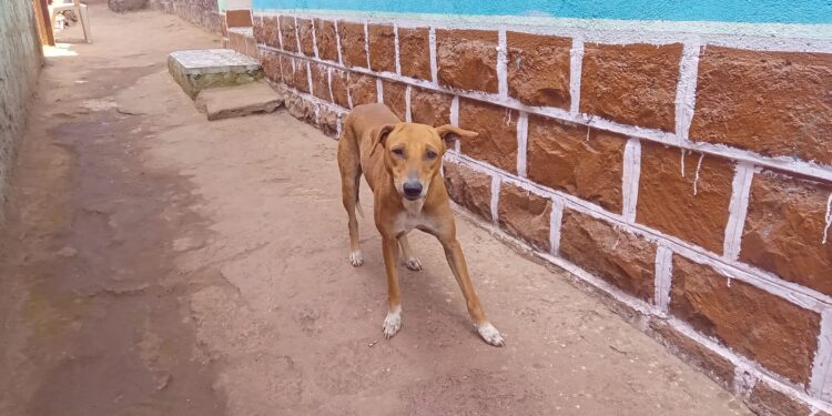 आडे येथे पिसाळलेल्या कुत्र्याचा कहर; एकाच वेळी चार महिलांना श्वानदंश, ग्रामस्थांमध्ये भीतीचे वातावरण