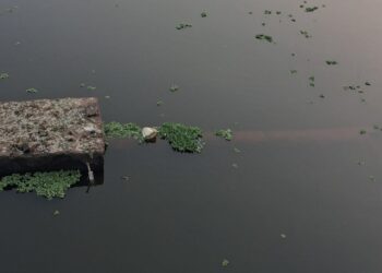 पंचगंगा नदीपात्रात रसायनयुक्त सांडपाणी आल्याने जलपर्णीचा विळखा….