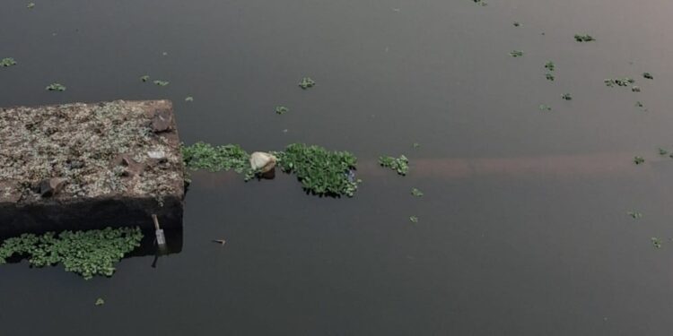 पंचगंगा नदीपात्रात रसायनयुक्त सांडपाणी आल्याने जलपर्णीचा विळखा….