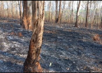 आजऱ्याच्या निसर्गवेड्यांची दोन वर्षांची तपस्या ‘वणव्यात’ भस्मसात!