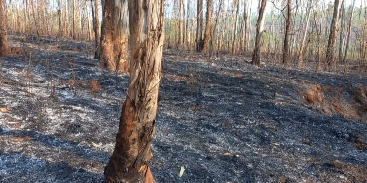 आजऱ्याच्या निसर्गवेड्यांची दोन वर्षांची तपस्या ‘वणव्यात’ भस्मसात!