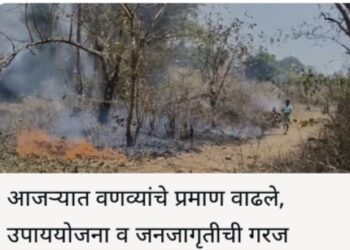 अग्नितांडव! पारेवाडी परिसरातील ४० हेक्टर वनसंपदा भस्मसात; वनौषधी पार्कला मोठा तडाखा