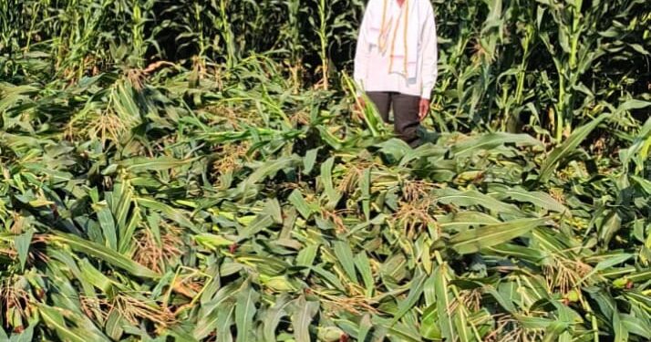 भोकरदन तालुक्यात वादळ, पाऊस व गारपिटीचा तडाखा; शेतकऱ्यांचे मोठे नुकसान, मदतीची मागणी