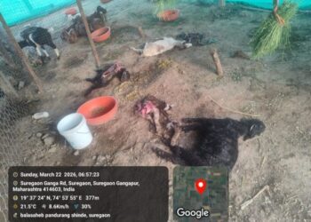 सुरेगाव गंगा येथे बिबट्याचा थरार; एकाच रात्री ४ शेळ्यांचा फडशा