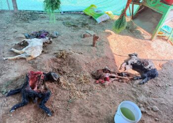 सुरेगाव (गंगा) येथे बिबट्याचा धुमाकूळ; एकूण पाच शेळ्या ठार, नागरिकांमध्ये भीतीचे वातावरण