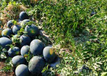 बागलान तालुक्यात जाधव बंधूंचा शेतीत यशस्वी प्रयोग