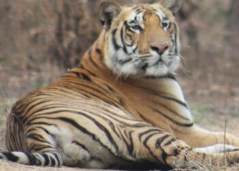 बोरी-बोरधरण परिसरात ‘कॅटरिना’ वाघीणीचा वावर; ग्रामस्थांमध्ये भीतीचे वातावरण