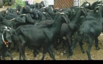 बेळसांगवीत शेळ्या चोरीची घटना; १.४० लाखांचा मुद्देमाल लंपास, अज्ञाताविरुद्ध गुन्हा दाखल