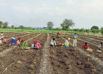 हळद काढणीचे दर गगनाला; एकरी १४ हजार मजुरीमुळे शेतकरी चिंतेत