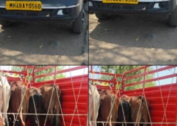 गोवंशाची अमानुष वाहतूक उघड; उमरखेड पोलिसांची धडक कारवाई, २.२३ लाखांचा मुद्देमाल जप्त