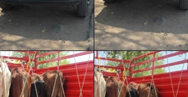 गोवंशाची अमानुष वाहतूक उघड; उमरखेड पोलिसांची धडक कारवाई, २.२३ लाखांचा मुद्देमाल जप्त