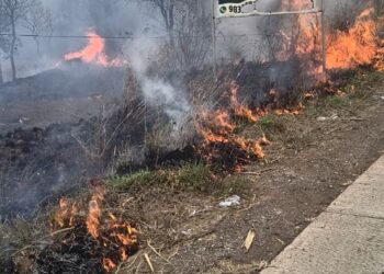 देवदूत ठरले निसर्गप्रेमी डॉक्टर; फांद्यांच्या मदतीने विझवली शेतातील आग