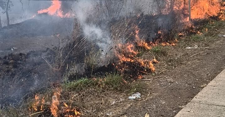 देवदूत ठरले निसर्गप्रेमी डॉक्टर; फांद्यांच्या मदतीने विझवली शेतातील आग