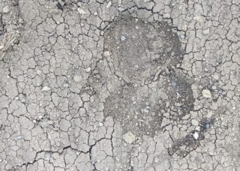 सुरगाव हिवरा परिसर बिबट्याचा मुक्त संचार