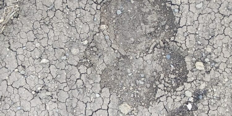 सुरगाव हिवरा परिसर बिबट्याचा मुक्त संचार