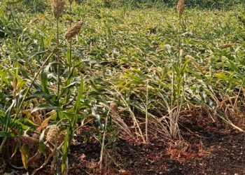 वादळी वाऱ्याचा फटका; बांबरुड राणीचेत ज्वारी-मका पिकांचे मोठे नुकसान, शेतकऱ्यांची मदतीची मागणी