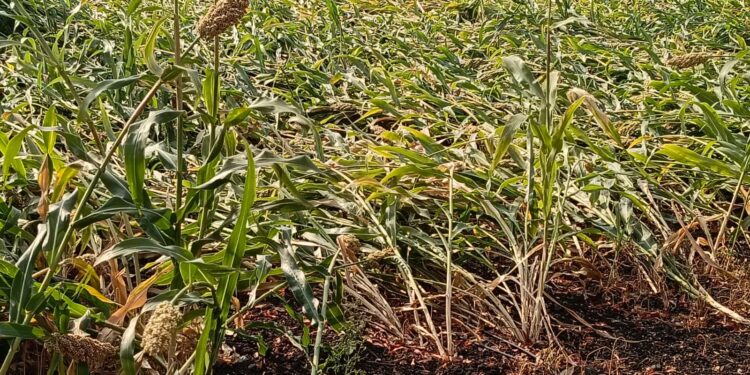 वादळी वाऱ्याचा फटका; बांबरुड राणीचेत ज्वारी-मका पिकांचे मोठे नुकसान, शेतकऱ्यांची मदतीची मागणी