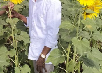 सूर्यफुलातून ‘पिवळं सोने’; पोई गावच्या शिक्षक-शेतकऱ्याचा आदर्श प्रयोग