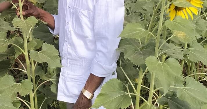 सूर्यफुलातून ‘पिवळं सोने’; पोई गावच्या शिक्षक-शेतकऱ्याचा आदर्श प्रयोग