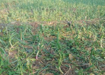 बागलाणला अवकाळी पावसाचा तडाखा; सरसकट पंचनामे व भरपाईची हरि अण्णा जाधव यांची मागणी