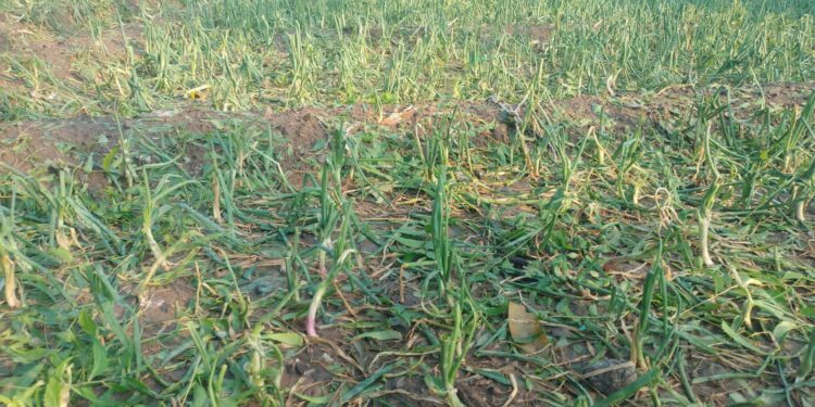 बागलाणला अवकाळी पावसाचा तडाखा; सरसकट पंचनामे व भरपाईची हरि अण्णा जाधव यांची मागणी