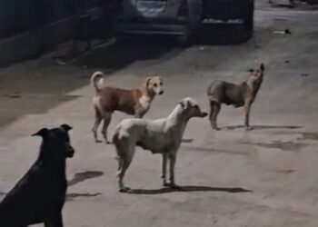 शहादा शहरात पिसाळलेल्या कुत्र्यांचा धुमाकूळ; नागरिकांमध्ये भीतीचे वातावरण