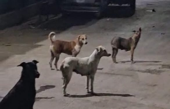 शहादा शहरात पिसाळलेल्या कुत्र्यांचा धुमाकूळ; नागरिकांमध्ये भीतीचे वातावरण