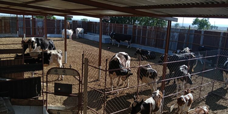 उन्हाळ्यात जनावरांच्या आरोग्याची घ्या काळजी; तज्ज्ञांचा सल्ला