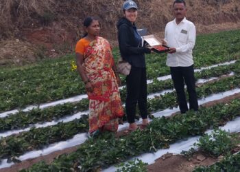 मापोलीच्या स्ट्रॉबेरीचा सुगंध आता सातासमुद्रापार; जपानी पाहुण्यांकडून प्रगत शेतीचे कौतुक
