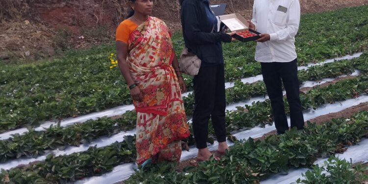 मापोलीच्या स्ट्रॉबेरीचा सुगंध आता सातासमुद्रापार; जपानी पाहुण्यांकडून प्रगत शेतीचे कौतुक