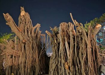 वृक्षतोड: पर्यावरणासाठी वाढता धोका; संवर्धन हीच काळाची गरज