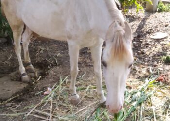 योग्य उपचारामुळे घोडीचे प्राण वाचले; पशुवैद्यकीय सेवेचे कौतुक