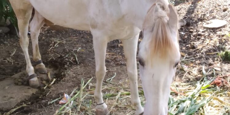 योग्य उपचारामुळे घोडीचे प्राण वाचले; पशुवैद्यकीय सेवेचे कौतुक