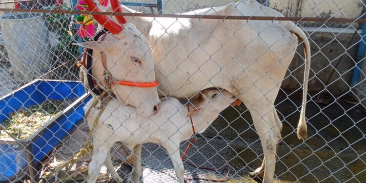 देवीभोयरे येथे गोमातेची ‘व्हीआयपी’ सेवा; भक्तीचे दर्शन