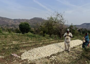 मापोलीत पांढऱ्या आयुर्वेदिक कांद्याचे यशस्वी उत्पादन; प्रगतशील शेतकरी पांडुरंग लोहकरे यांनी व्यक्त केले समाधान
