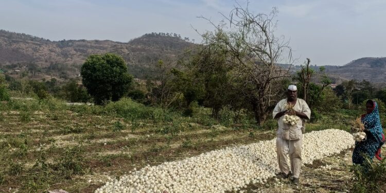 मापोलीत पांढऱ्या आयुर्वेदिक कांद्याचे यशस्वी उत्पादन; प्रगतशील शेतकरी पांडुरंग लोहकरे यांनी व्यक्त केले समाधान
