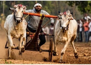 मदनापूर येथे भव्य ‘शंकरपट’ (बैलांचा कृषी मेळावा) चे आयोजन; २८ एप्रिलपासून रंगणार थरार!