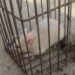 गडचिरोलीत आढळला दुर्मिळ ‘पांढरा उंदीर’; गोकुल नगरात कुतूहल