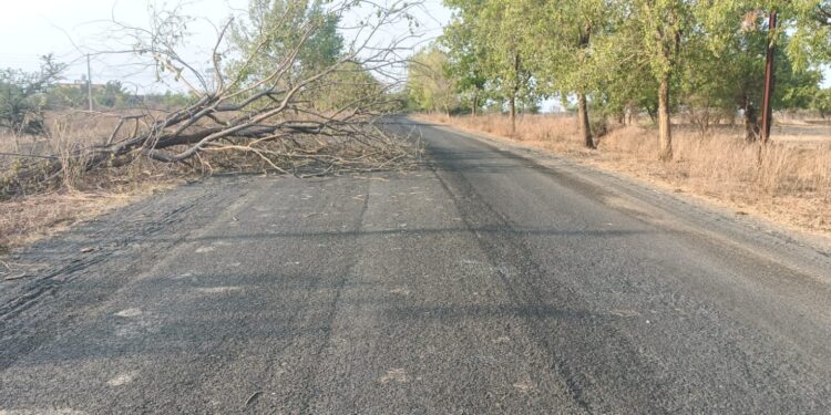 रस्त्यावर पडलेले झाड अपघातांना आमंत्रण; प्रशासनाकडून दुर्लक्ष