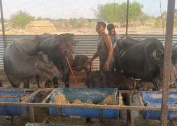 पुण्यातील नोकरी सोडून जळकोटच्या तरुणाची दुग्ध व्यवसायात यशस्वी भरारी