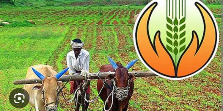 शेतकरी पिक विम्याच्या प्रतीक्षेत; नांदेड जिल्ह्यातील किनवट–माहूर भागात नुकसान भरपाई अद्याप प्रलंबित